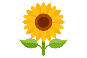 Sunflower | vector illustration on white background