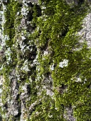 Vertical view tree bark covered in green moss and white fungus. Background and wallpaper texture. High quality photo