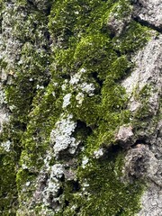 Horizontal view tree bark covered in green moss and white fungus. Background and wallpaper texture. High quality photo