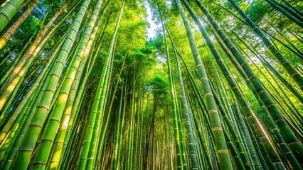 Fototapeta premium bamboo forest background