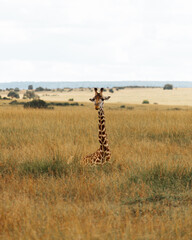 Sitting giraffes in Maasai Mara field.  mountain background. Kenya.