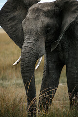 Close up shot of African elephant in maasai mara field. mountain background. Kenya.