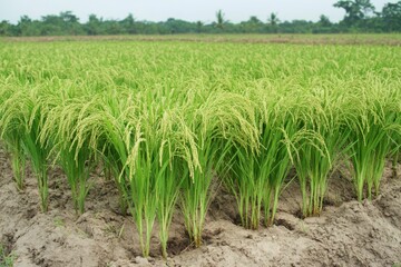 Naklejka premium Close-up of Lush Green Rice Paddy Field