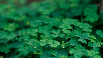 Green background with three-leaved shamrocks, Lucky Irish Four Leaf Clover in the Field for St. Patrick's Day holiday symbol. with three-leaved shamrocks, St. Patrick's day holiday symbol.	
