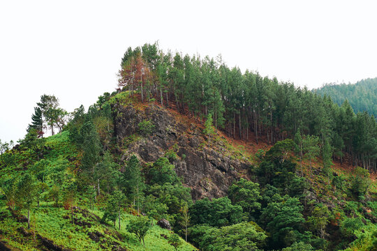 Pine Tree Forest in Kalupahana Sri Lanka near Bambarakanda Falls