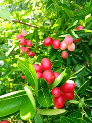 Pink Thai fruits are rich in vitamin C.