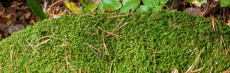 moss in the wind