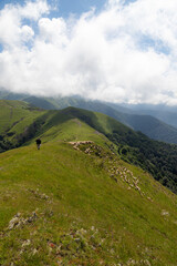 animals grazing in mountain pastures
