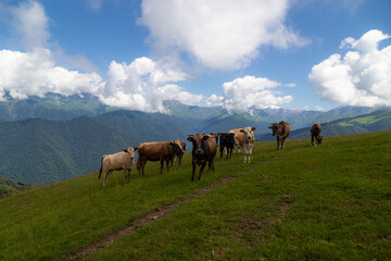 Naklejka premium animals grazing in mountain pastures 