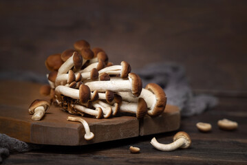 Fresh raw brown poplar mushrooms or velvet pioppini mushrooms on dark wood closeup