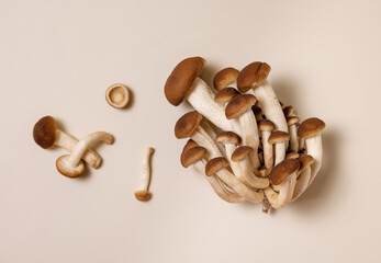 Fresh raw brown poplar mushrooms or velvet pioppini mushrooms on beige top view