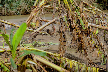 Banana trees were destroyed by floods