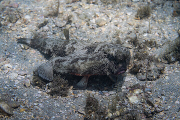 Batfish in rubble