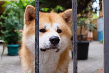 A red and white spotted Akita dog behind a fence made of metal bars looks into the distance, guards the yard. Domestic animals