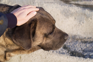 Close-up portrait of a sad lonely dog ​​cuddling up to a man on the street. Homeless animals on the street	