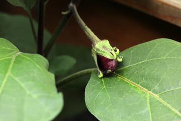 Eggplant plant food on a bush