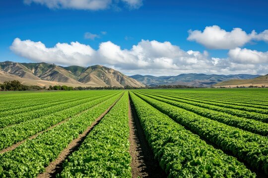 Lettuce Field in Salinas Valley, California. Agricultural Field of Fresh Green Lettuce Crop