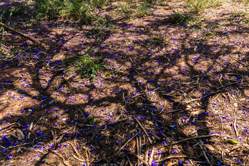 Shade of the jacaranda with flowers on the ground, in Brazil. Mimosa jacaranda. Scientific name: Jacaranda mimosaefolia D. Don. Names. Ornamental tree.