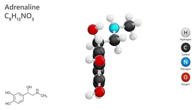 Molecule of Adrenaline (C9H13NO3), is a key catecholamine hormone and neurotransmitter produced by the adrenal glands. Chemical model: Ball and Stick. White background. 3d render. Seamless loop