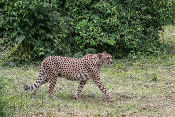 leopard in the grass