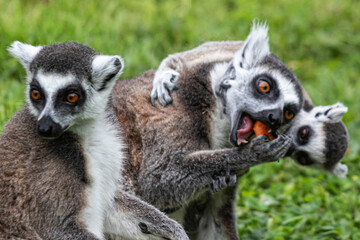 lemur on a tree