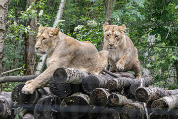 Naklejka premium lion and lioness