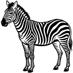 Fototapeta premium zebra vector illustration