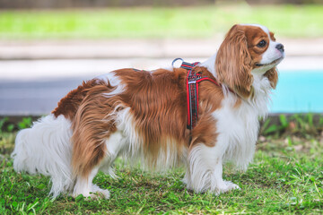 Cute family dog