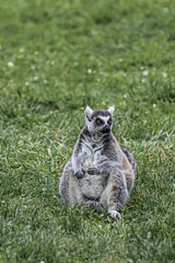lemur in the grass
