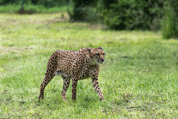 cheetah in the grass