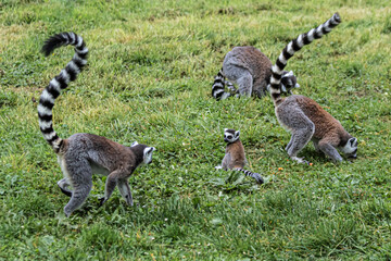 ring tailed lemur © jeanluc