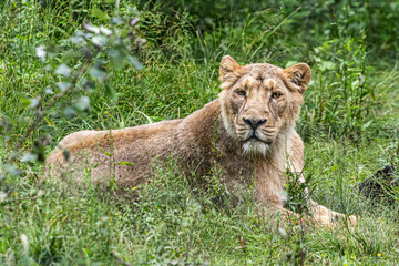 lioness in the grass