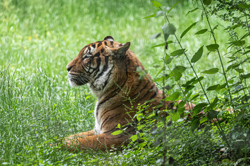 tiger in the green