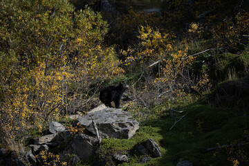 black bear in the woods