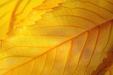 Obraz premium Macro shot of yellow leaf showing detailed veins and texture