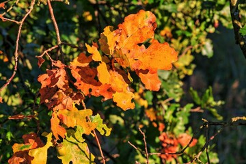 Oak leaves beautifully colored in autumn, Bavaria