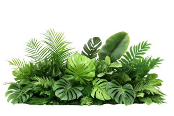Green leaves of tropical plants bush isolate on white background, transparent PNG Die cut.