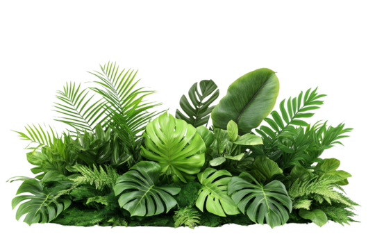 Green leaves of tropical plants bush isolate on white background, transparent PNG Die cut.