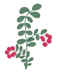 Cowberry hand drawn vector green branch with red berries. Ingredient for cooking dishes sauce and desserts in restaurant