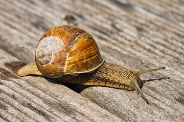 Close up of a snail on a wooden background went out for a walk.