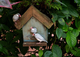 birds in bird house