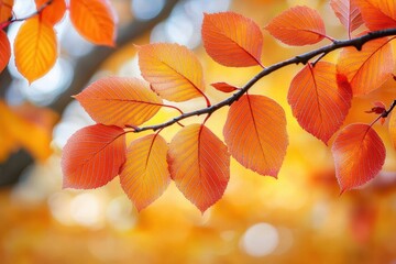Naklejka premium Close-up of vibrant orange leaves on a branch, showcasing the beauty of autumn foliage with soft blurred background.
