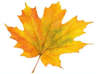 Stock photo of maple leaf in autumn fall colour, cut out and isolated on transparent background.