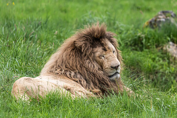 lion in the grass