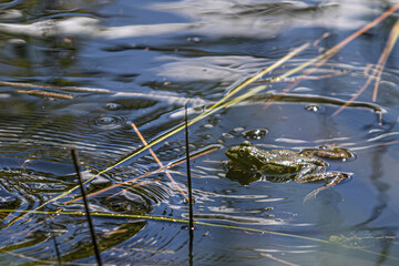 frog in the water