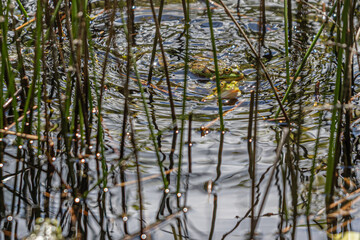 frog in the water