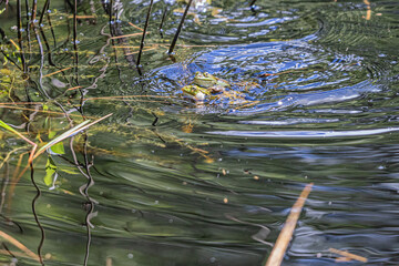 frog in the water