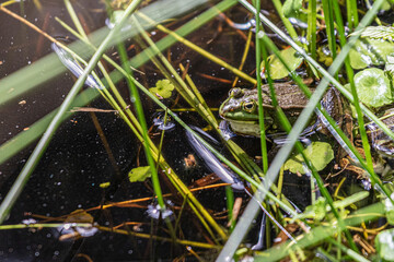 frog in the grass