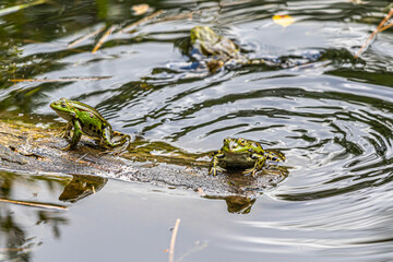 frog in the water