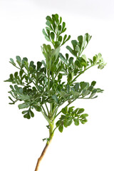 Silver green Wormwood leaves background. Artemisia absinthium absinthe, absinthium, absinthe wormwood plant on white